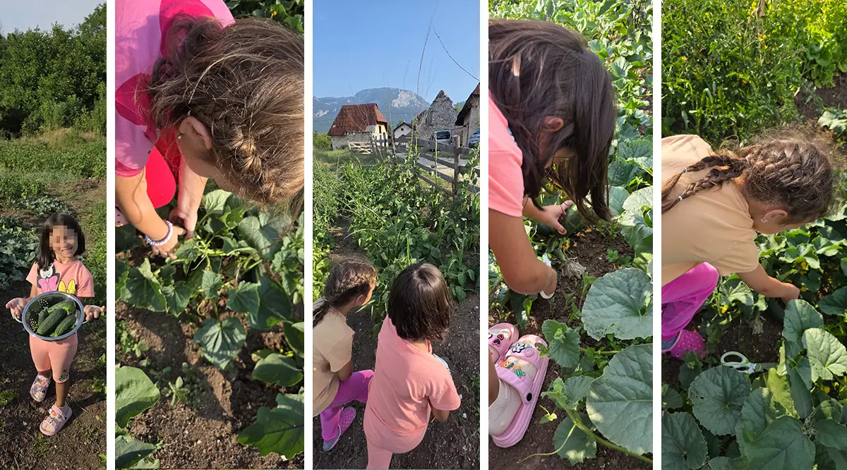 Ledići garden continues to thrive: A blessing growing for orphaned children