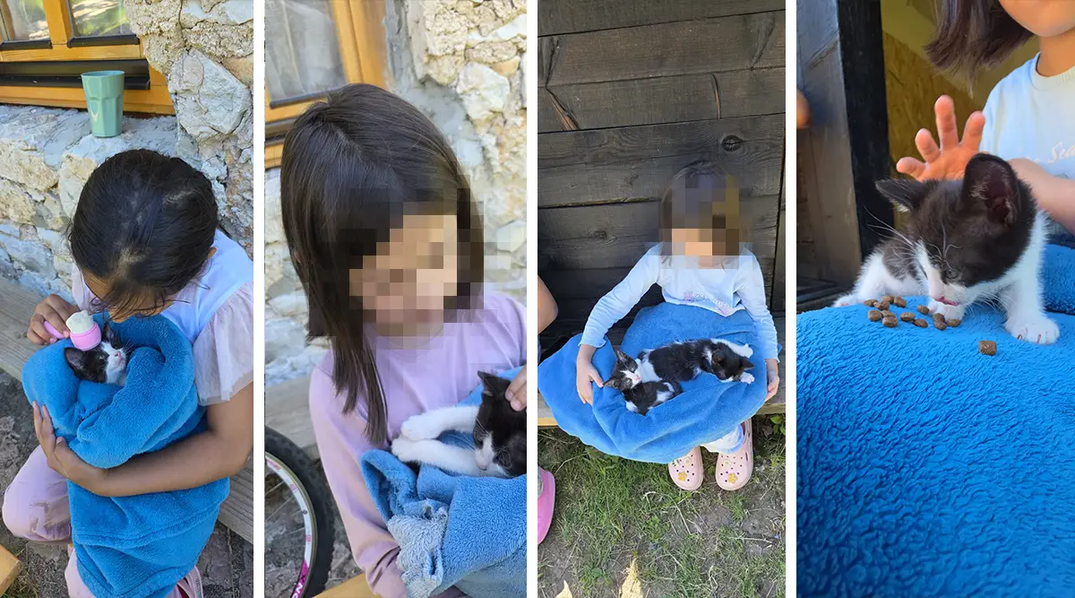 cat ledici fondacija second 07
