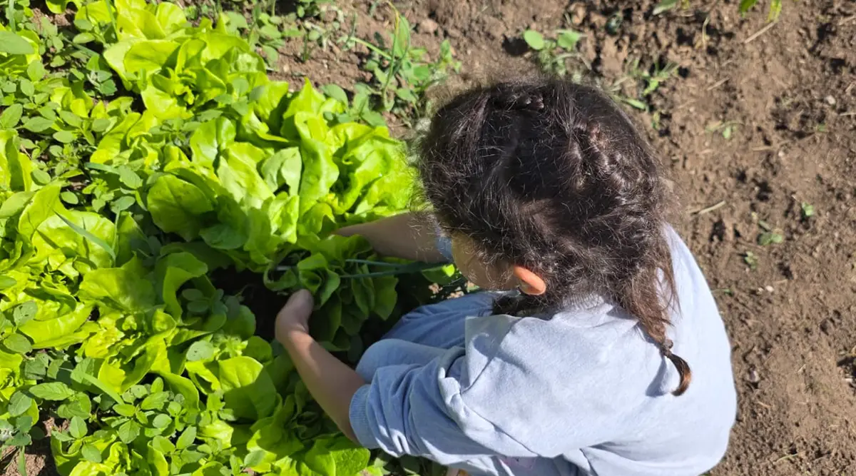 small family home ledici first harvest from the garden children without parental care second foundation 09