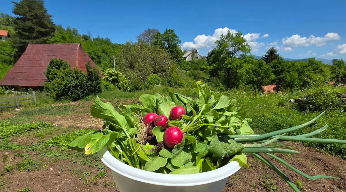 small family home ledici first harvest from the garden children without parental care second foundation 12